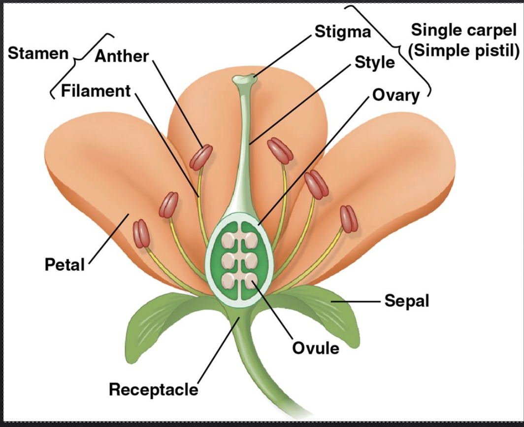 <ol><li><p>Sepals</p></li><li><p>Petals</p></li><li><p>Stamens</p></li><li><p>Carpels</p></li></ol><p></p>