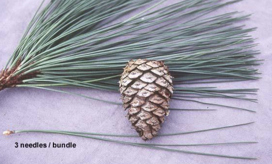 fascicles of 3, droopy long needles, thick branches