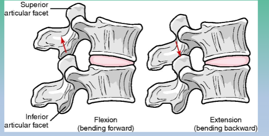 <p>Zygapophyseal (facet) joints; alignment of them prevents excessive anterior translation </p>