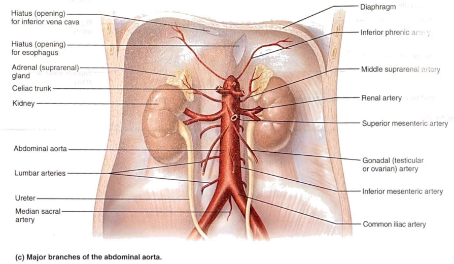 <ul><li><p>Bifurcates at level of L4</p></li></ul><p></p>