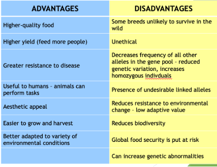 <p><span>All modern crops and livestock were developed through selective breeding. It has led to improved agricultural crops and domestication of animals for food and other uses (including pets). </span></p>
