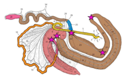 <p>ileocecal opening, cecocolic opening, pelvic flexure, diaphragmatic flexure, when RDC becomes the transverse colon</p><p>AKA where sudden diameter changes occur and where flexures occur</p>
