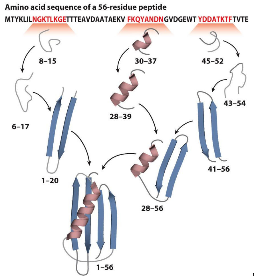 <ul><li><p>Secondary structure elements form first</p></li><li><p>These then fold against each other (various intermediates along the way)</p></li></ul><p></p>