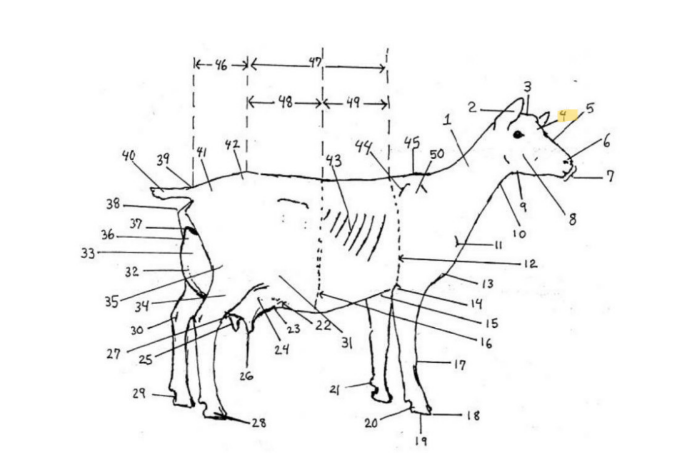 knowt flashcard image