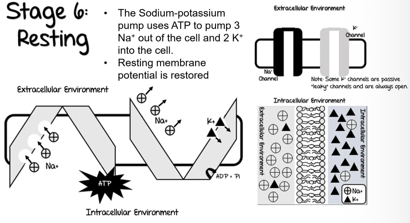 <ul><li><p>The Sodium-potassium pump uses ATP to pump 3 Na+ out of the cell and 2 K+ into the cell. </p></li><li><p>Resting membrane potential is restored</p></li></ul><p></p>
