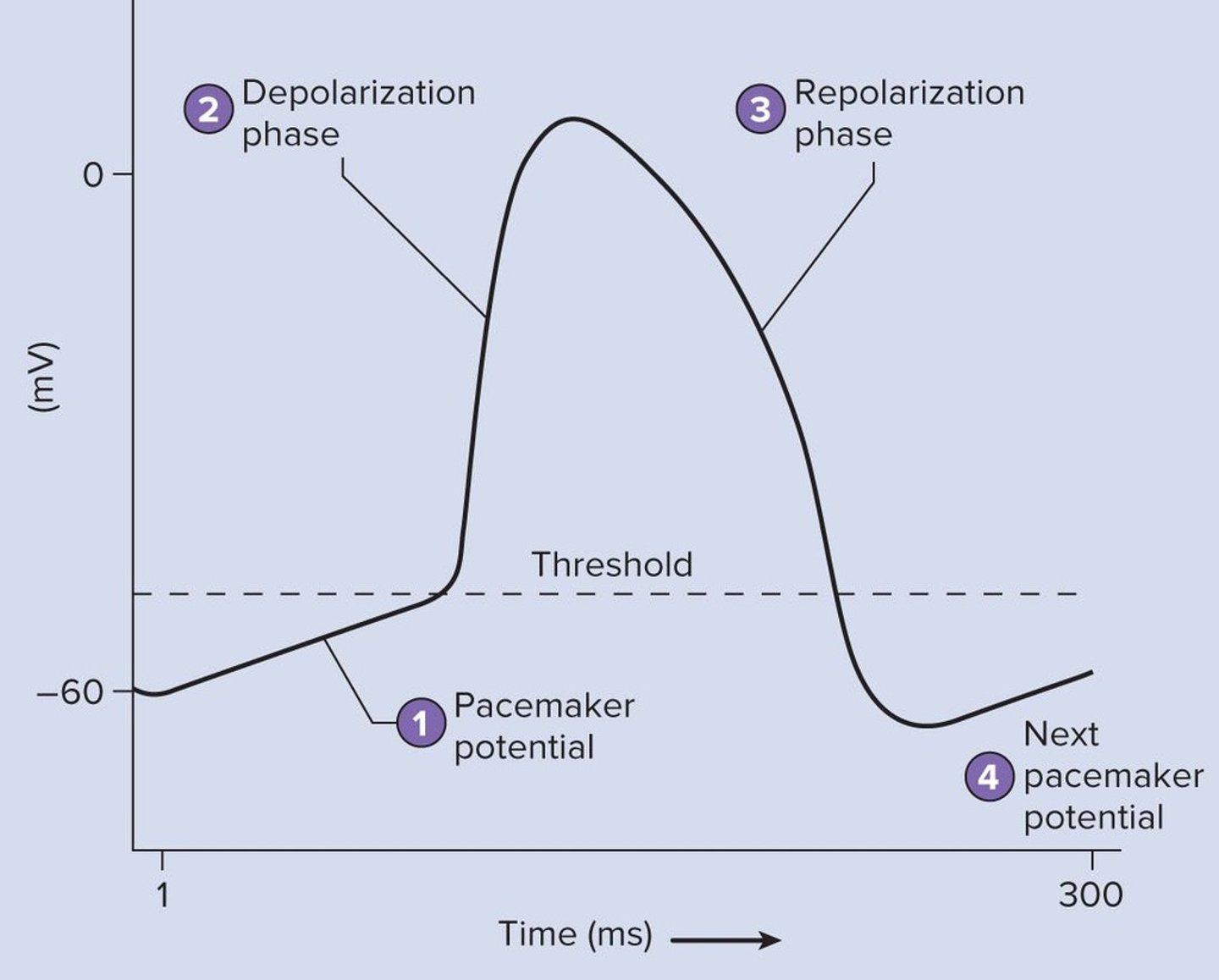 <p>It initiates the depolarization of the cardiac muscle</p>