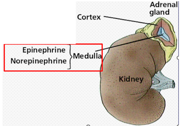 <p>Part of the sympathetic system. In the center of each of the 2 adrenal glands. Has modified sympathetic ganglion (nerve relay centers that connect nerves) that secretes hormones (norepinephrine mimics nerve signals).</p>