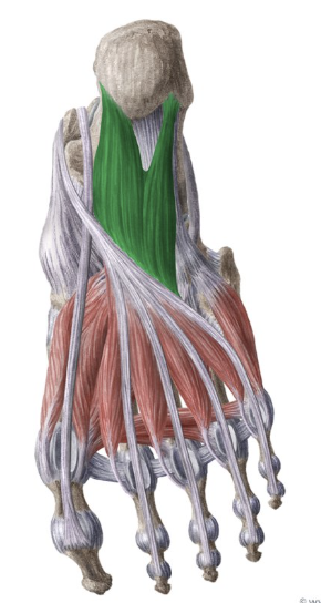 <p>-o: Medial plantar surface of calcaneous</p><p>-i: Plantar surface of calcaneous, tendon FDL</p><p>-act: Flex digits 2-5 DIP?</p><p>-in: Lateral plantar n</p><p>-blood:</p><p>-type: flat/parallel</p>