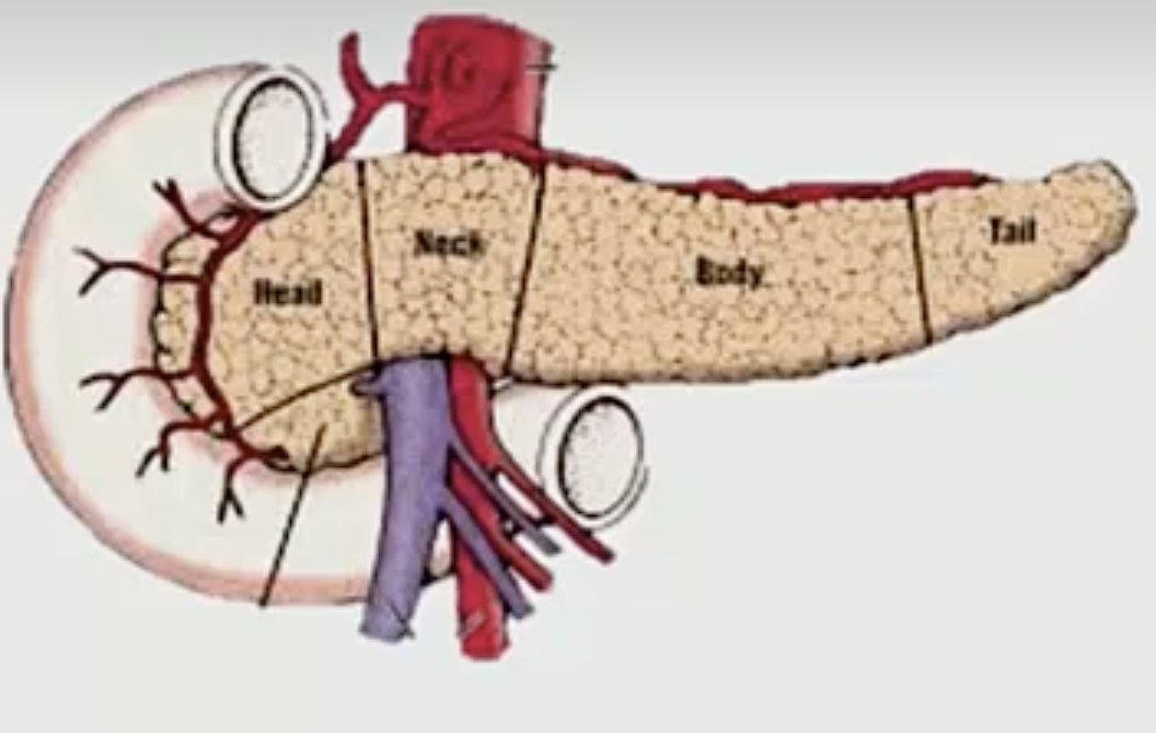 <p>What happens if the pancreatic folding goes wrong? (Normal shown here, answer shows abnormal)</p>