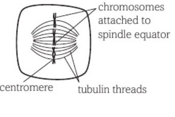 <ul><li><p>chromatid pairs attach to spindle threads @ equator</p></li><li><p>attach by centromeres</p></li></ul><p></p>