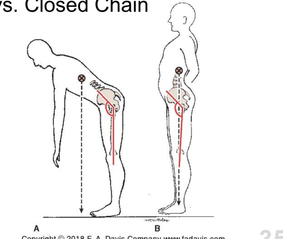 <p><strong>Open chain walking:</strong></p><ul><li><p>tight hip flexors → pelvis moves → anterior pelvic tilt </p></li></ul><p></p><p></p><p><strong>Closed chain walking:</strong></p><ul><li><p>b/c of tight hip flexors → we can walk like <strong>B </strong> → what we look like </p></li></ul><p></p>