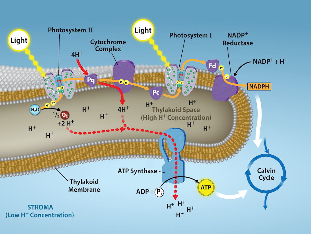 <p><em>The process of decomposing water H<sub>2</sub>O</em></p><p><em>H<sub>2</sub>O —→ H<sup>+</sup>+ e<sup>-</sup>+ O<sup>-</sup></em></p><p>Photoactivation at photosystem II:</p><ol><li><p>A photon of light is absorbed by a pigment in <strong>photosystem I</strong></p></li><li><p>Transfers to other pigment molecules until it reaches chlorophyll a</p></li><li><p>Electrons are supplied one by one to chlorophyll a, which is then excited by a photon of light</p></li><li><p>The excited electrons are captured by the <strong>primary electron acceptor</strong> in photosystem II</p></li><li><p>pass down the <strong>electron transport chain</strong></p></li><li><p>Energy is created at each step, which <strong>pumps H<sub><sup>+</sup></sub> from stoma all across the membrane</strong> into the <strong>thylakoid space </strong>(inside the thylakoid)</p></li><li><p>Chemiosmosis: H<sup>+ </sup>passes through <strong>ATP synthase</strong> in the thylakoid membrane to the stroma</p></li><li><p>which is oxidative phosphorylation from <strong>ADP to ATP </strong>as a product</p></li><li><p>Electrons from the first electron transport chain are <strong>excited by a photon</strong> of light again at photosystem I</p></li><li><p>Electrons are then passed down a second electron transport chain </p></li><li><p>Enzymen </p></li></ol><p></p>