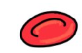 <p>Water potential inside and outside of the cell is equal, so no net movement of water</p><p>Its at equilibrium</p>