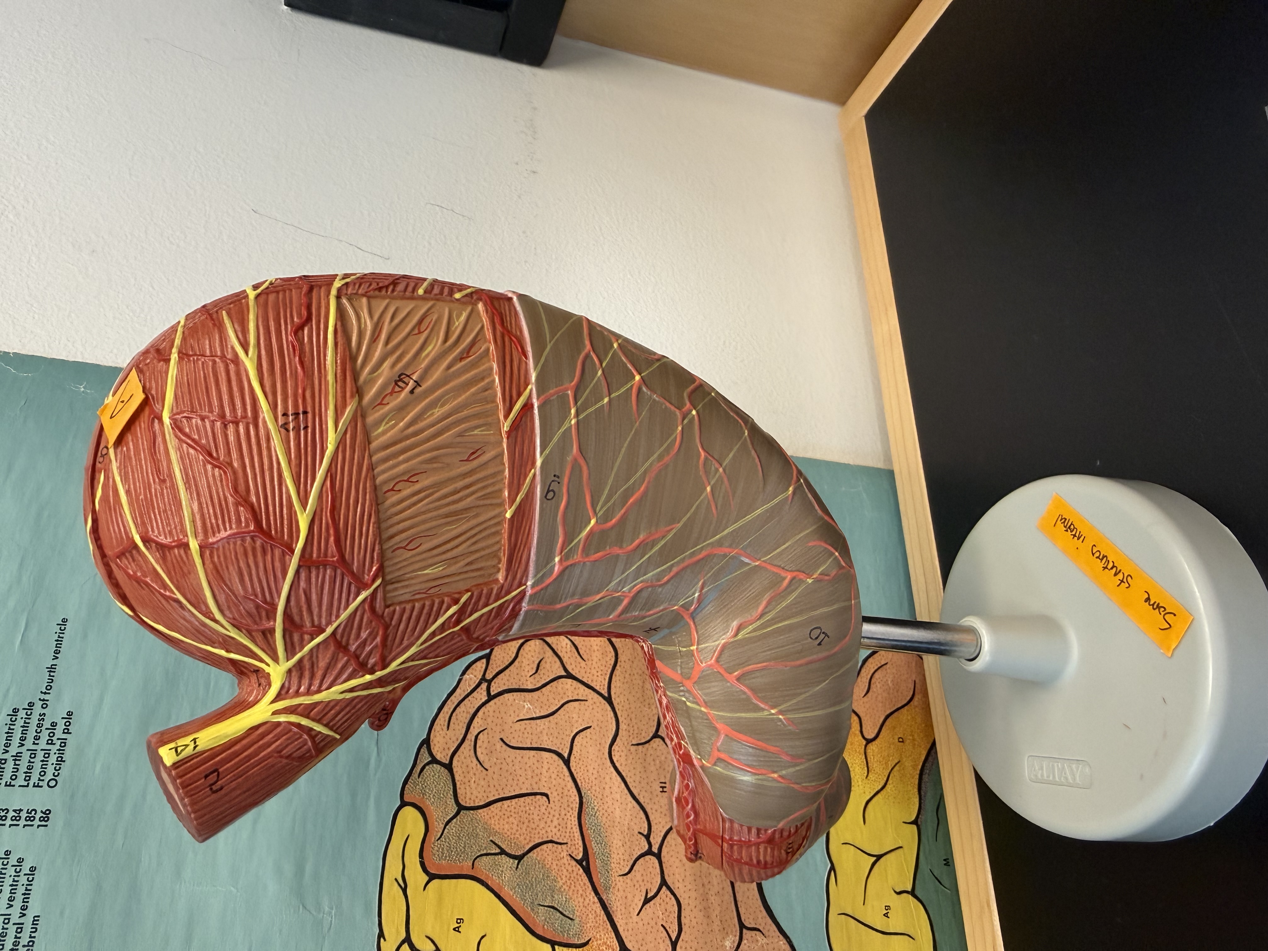 <p>1 (to the right of esophagus tube)</p>