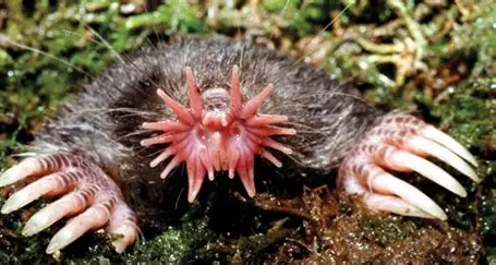 <p>Star-nosed mole</p>