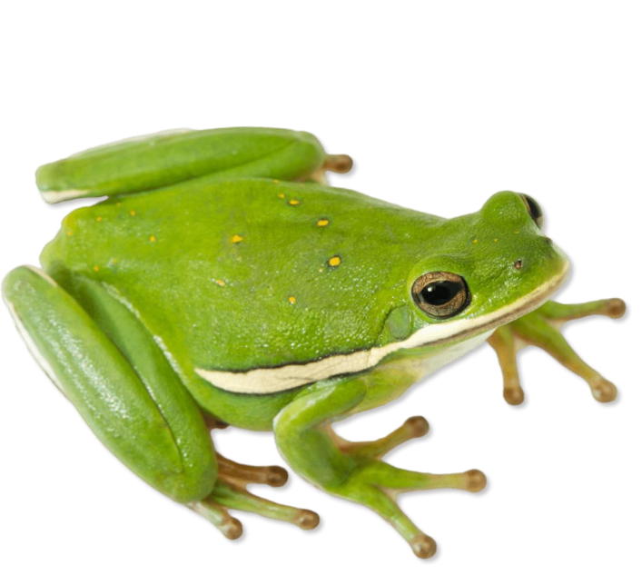 <p>name this animal</p>