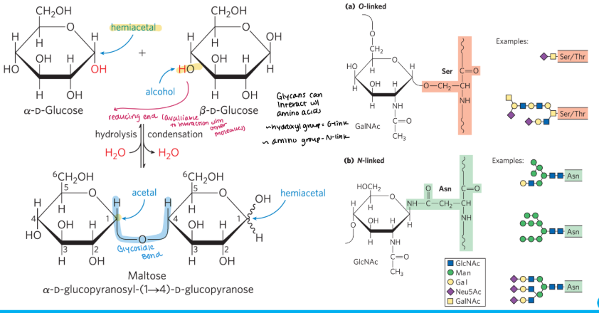 <p>Glycosidic Bonds - Acetals and Ketals Review </p>