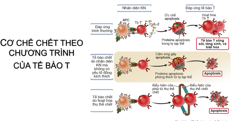 <p>Dung nạp MD, cơ chế apoptosis</p>