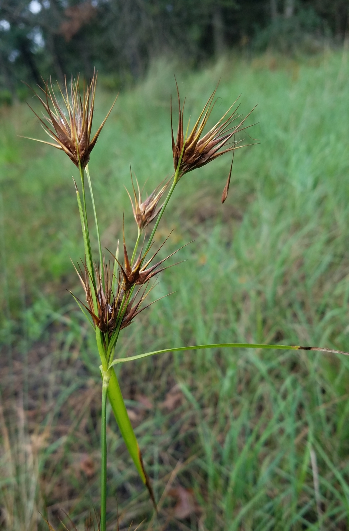 <p>large pointy tall fruits</p>