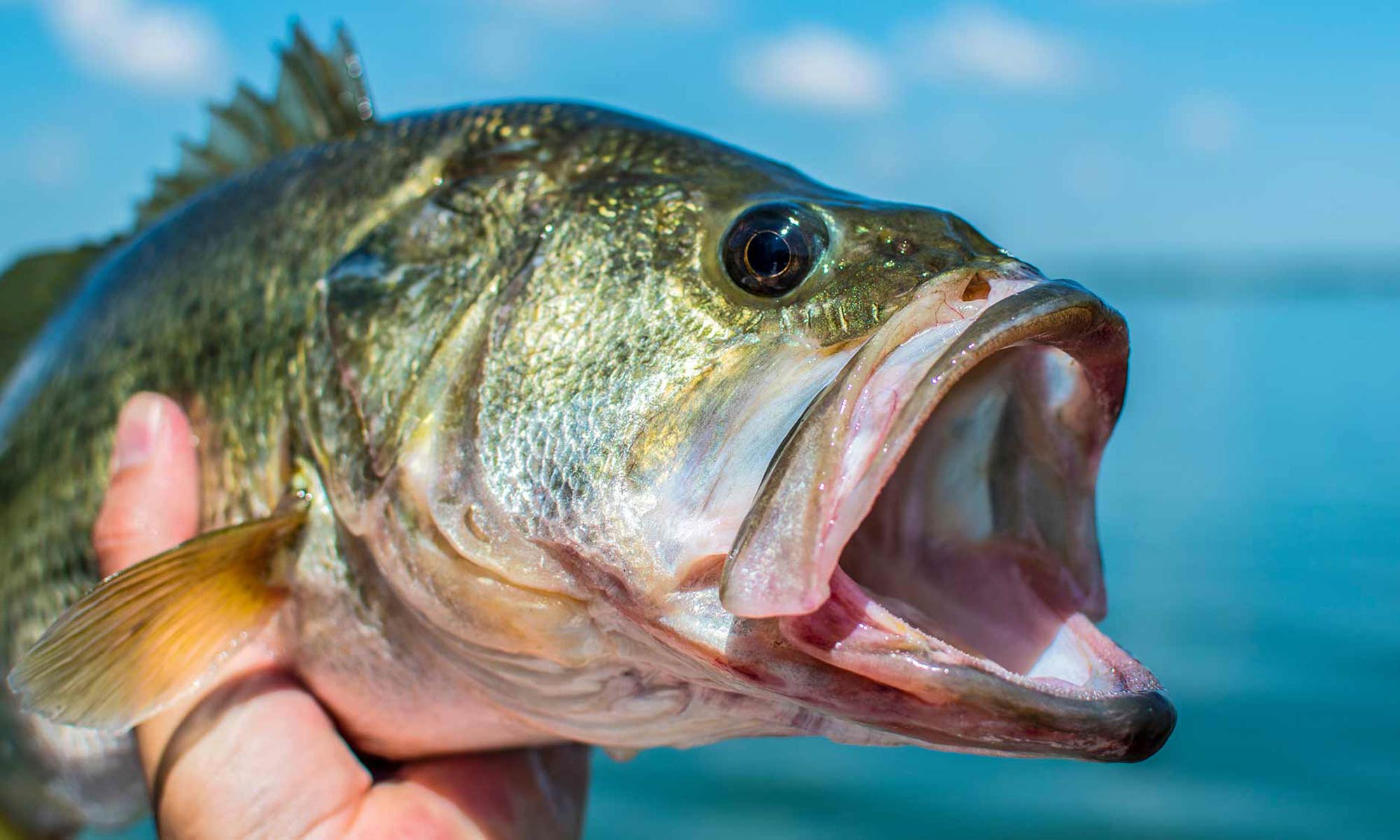<p>bass</p>