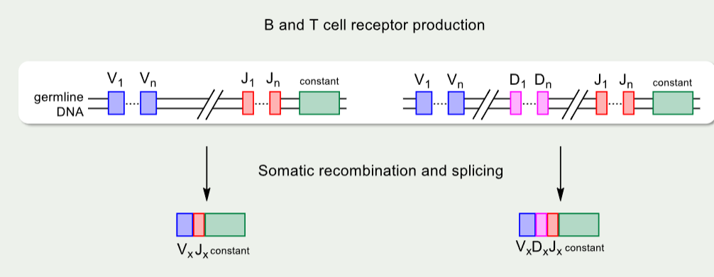 <ul><li><p>somatic recombination and splicing</p></li></ul><p></p><p></p>