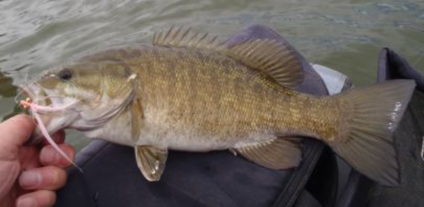 <p>Micropterus dolomieu</p><p>nonnative</p><p>green/bronze colored with dark vertical banding rather than horizontal like largemouth, often have a red eye</p>
