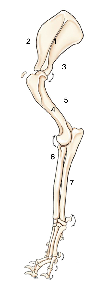 <p>Name the labelled muscles</p>