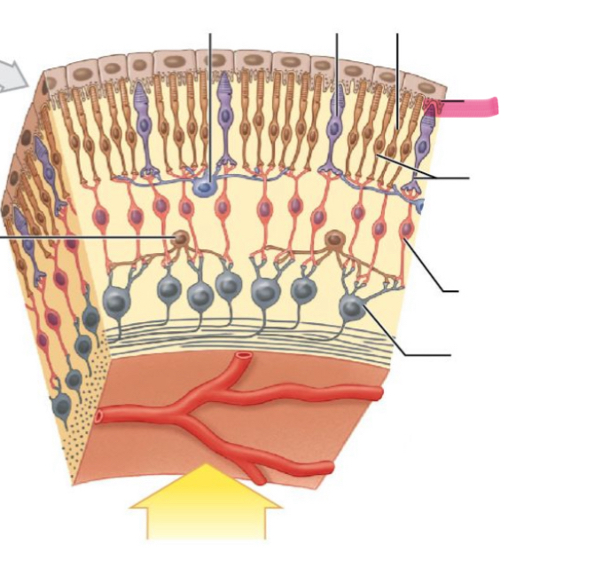 term image