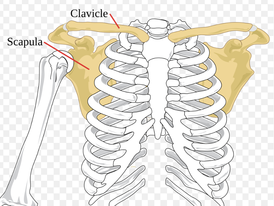 <p>Pectoral Girdle</p>