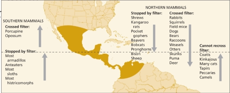 <p>Adapted species expand distribution, Bering land Bridge (cold), Panamanian land bridge (warm)</p>