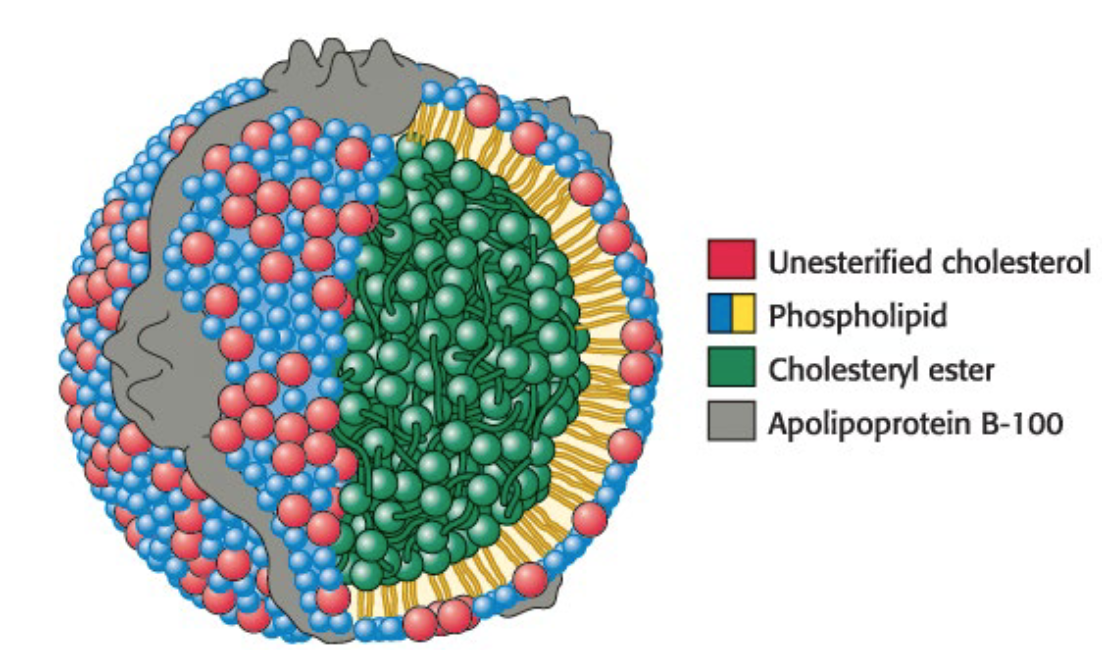 <p><span>Lipoproteins are </span><em><span>spherical </span></em><span>particles that transport hydrophobic lipids (like triacylglycerols, cholesterol, and cholesteryl esters) through the aqueous environment of the plasma.</span></p><p><strong>Interior structure</strong>: Contains hydrophobic lipids, <strong>primarily triacylglycerols, cholesterol</strong>, and cholesteryl esters.</p><p><strong>Surface Shell</strong>: Composed of more-polar lipids (<strong>a phospholipid monolayer</strong>) and proteins called <em><u>apolipoproteins</u></em>.</p>
