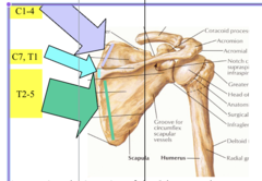 <p>levator scapulae inserts into medial border ABOVE spine (purple)</p><p>rhomboid major inserts into medial border AT spine (blue)</p><p>rhomboid major inserts at medial border BELOW spine (green)</p>