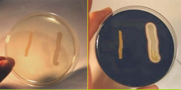 <p>Starch Agar positive result?</p>