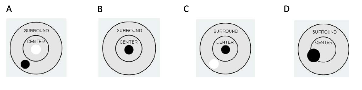 <p>Which stimulus in the receptive field would evoke the largest response in an OFF-center retinal ganglion cell? </p>