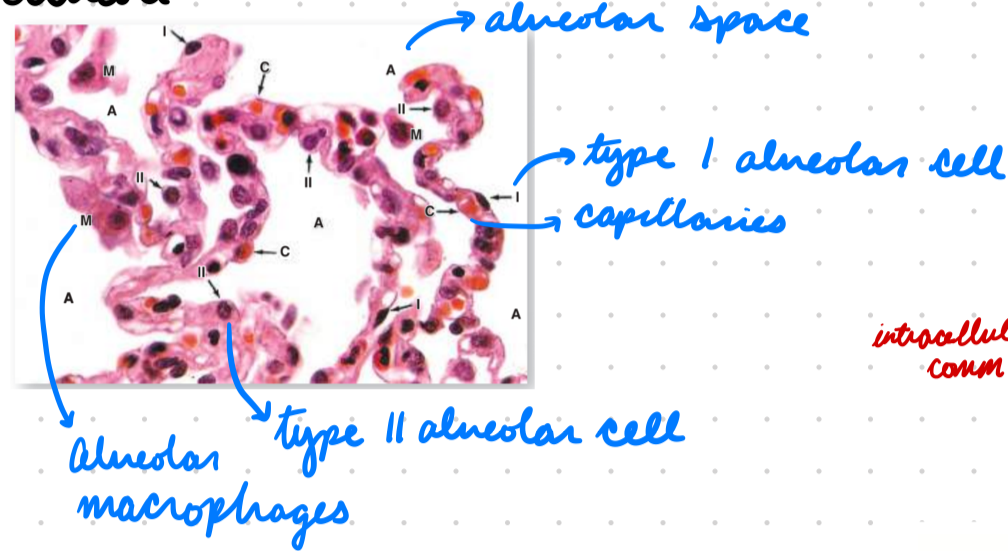 <p>Simple squamous epithelium</p><p>Smooth muscles, elastic, collagen</p><p>Type 1 and 2 pneumocytes</p><p>Resp membrane</p>