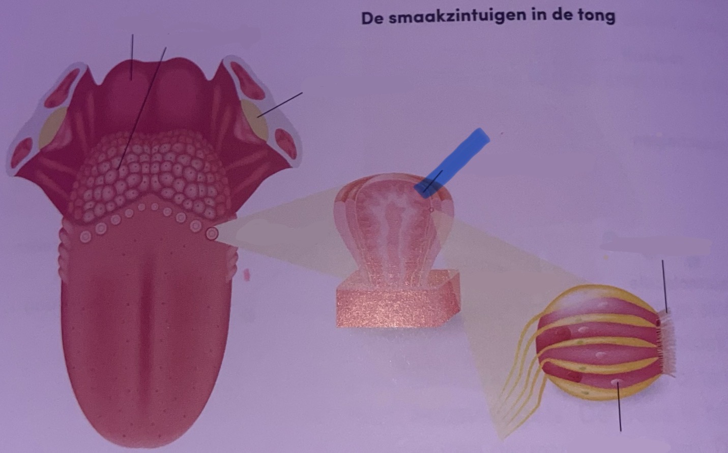 <p>Benoem</p>
