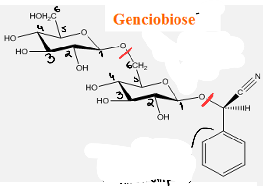 <ul><li><p>classe</p></li><li><p>nome</p></li><li><p>percursos</p></li><li><p>planta</p></li><li><p>parte da planta</p></li></ul><p></p>