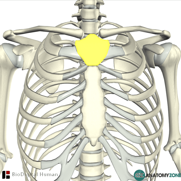 <p>The upper part of the sternum</p>