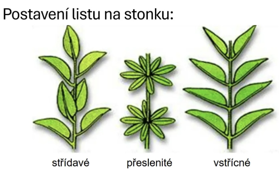 <p>•střídavé</p><p>•přeslenité</p><p>•vstřícné</p>