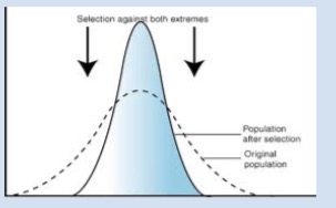 <p>The average phenotype is selected for</p>