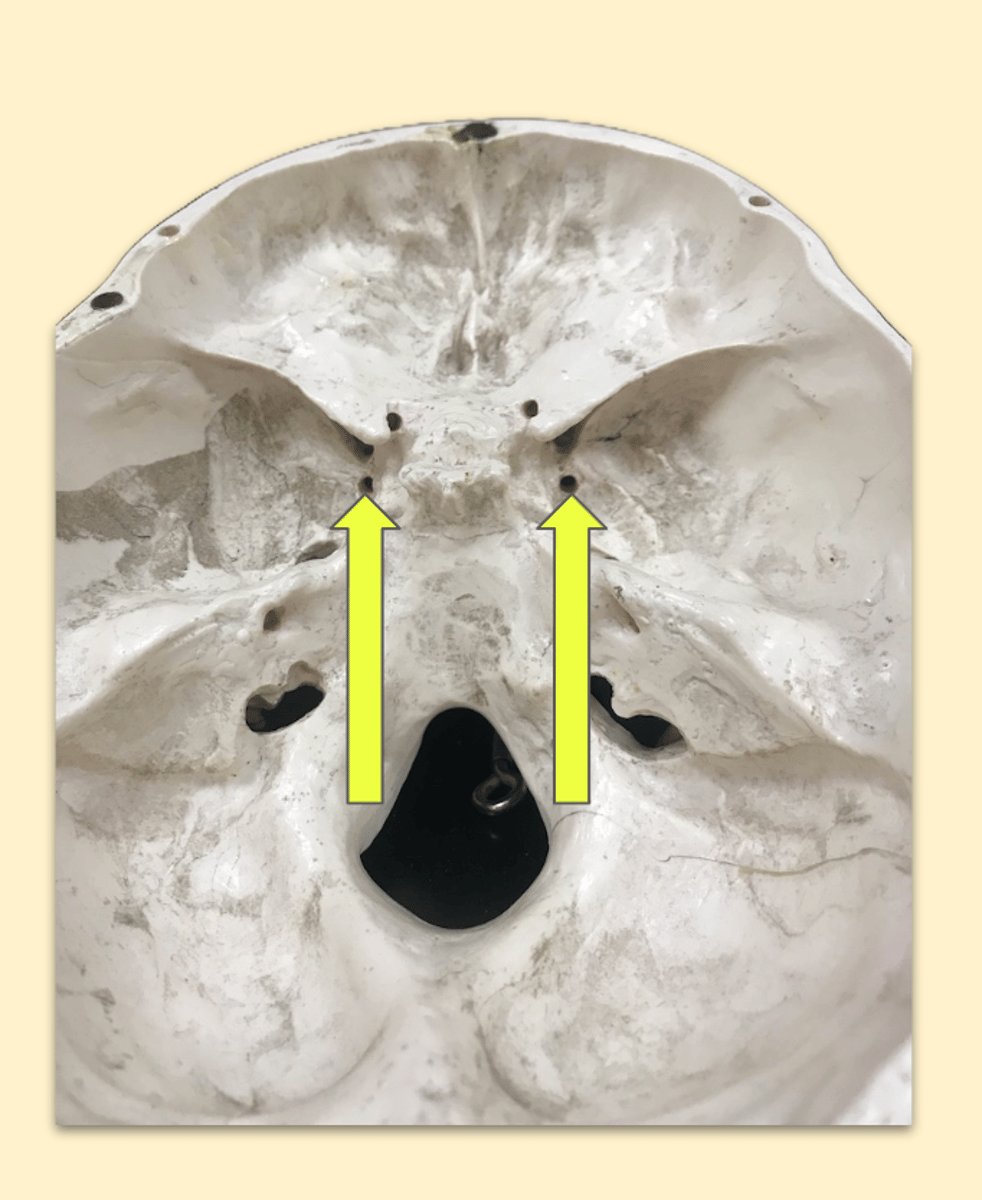 knowt flashcard image