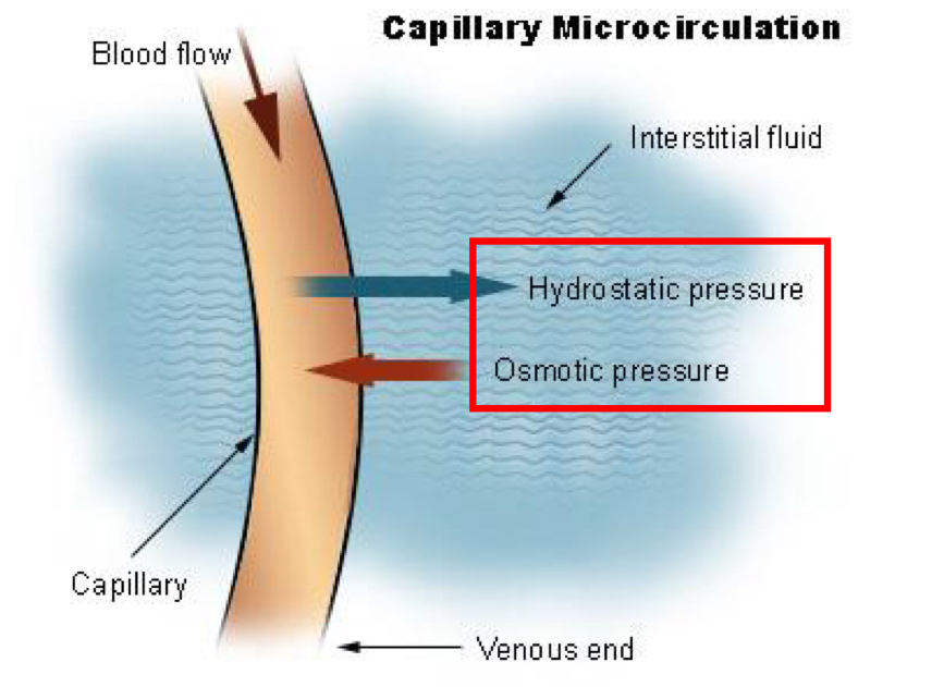 <ul><li><p>It describes the movement of fluid across capillary walls as a function of</p><ul><li><p>Hydrostatic pressure and Osmotic pressure</p></li></ul></li></ul><p></p>
