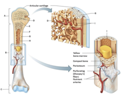 <p>Identify the structure labeled C.</p><p>A. Endosteum</p><p>B. Proximal epiphysis</p><p>C. Spongy bone</p><p>D. Distal epiphysis</p><p>E. Epiphyseal line</p><p>F. Diaphysis</p><p>G. Compact bone</p><p>H. Periosteum</p><p>I. Medullary cavity</p>