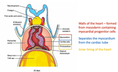 <p>single endocardial tube with adjacent mesoderm differentiating into cardiomyocytes (which then form the myocardium which deposits cardiac jelly separating the myocardium from endocardial tube)</p>