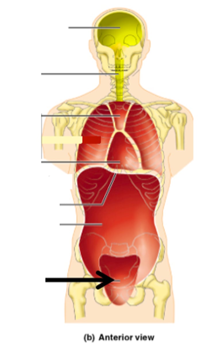 <p>Contains reproductive and urinary organs.</p>