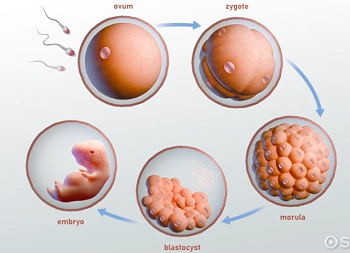 <p>An early ball of dividing cells after fertilization.</p>