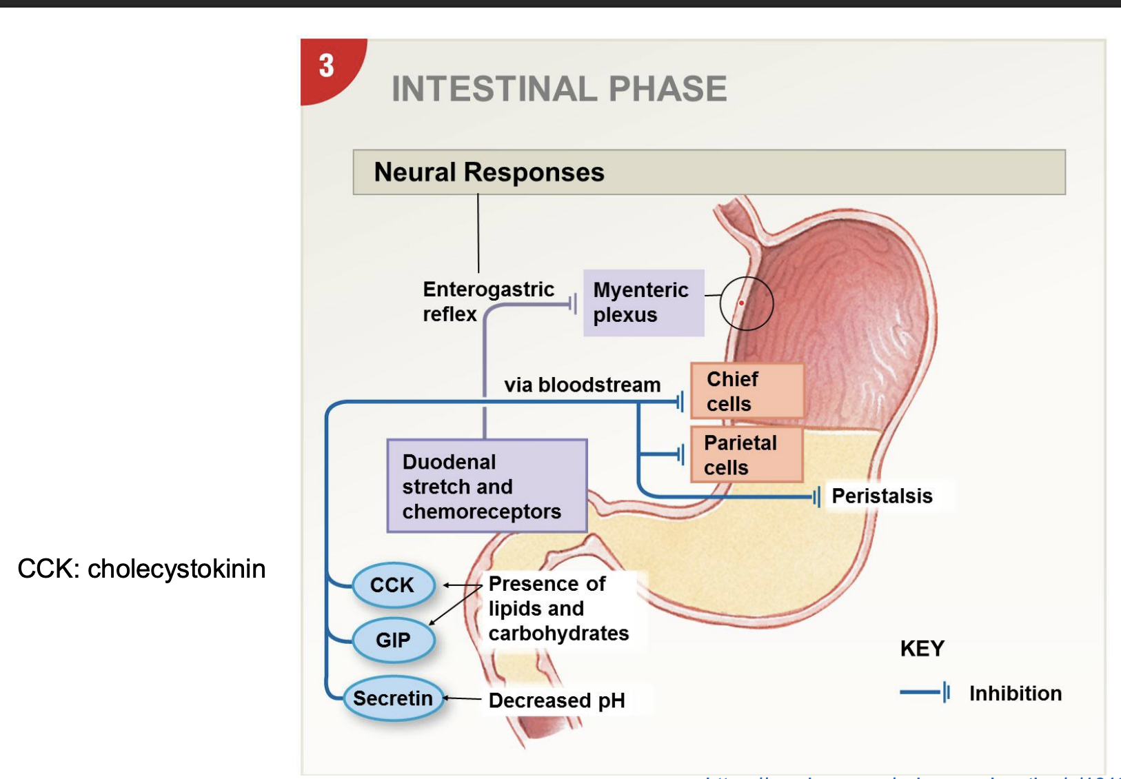 <p>-negative feedback SI to stomach (inhibit upstream); create chyme</p><p>-CCK=cholecystokinin: need to shift focus to digestion and signal satiety; brain, pancreas, liver</p><p>-hormones inhibit acid, enzymes, and peristalsis</p><p>-GIP cause insulin secretion</p>