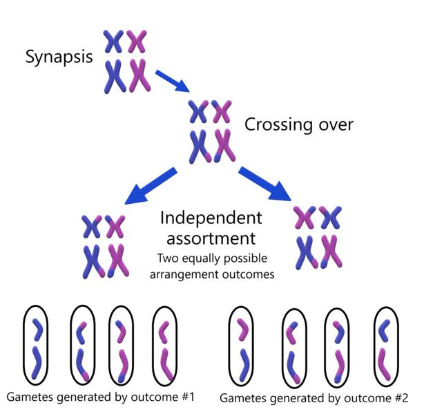 <p>Only one chromosome from each homologous pair can enter a gamete</p><p>The chromosome that enters a gamete is dependent on the random nature of how chromosomes align along the equator in metaphase 1</p><p>There are millions of possible chromosome arrangements for any one gamete.</p>