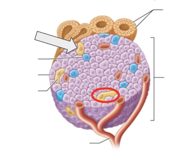 <p>Name the function of the hormone produced by the cell highlighted</p>