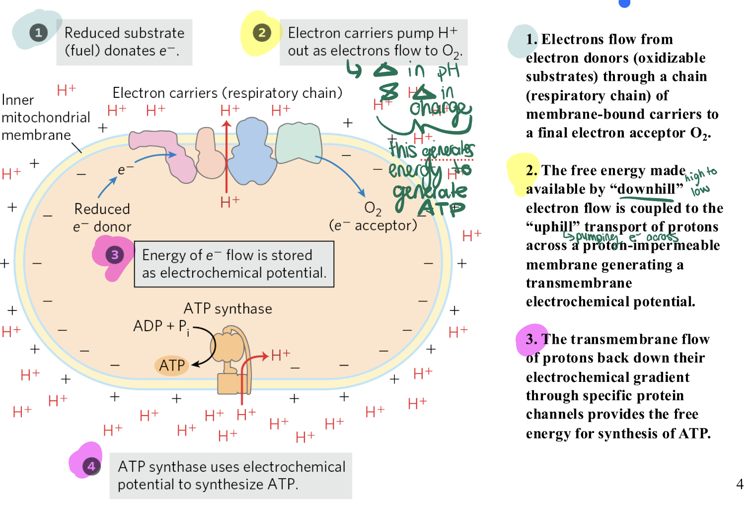 <p>= energy derived from electron transfer reactions is temporarily stored as a transmembrane</p><p>difference in charge and pH, which subsequently drives formation of ATP in oxidative phosphorylation</p>